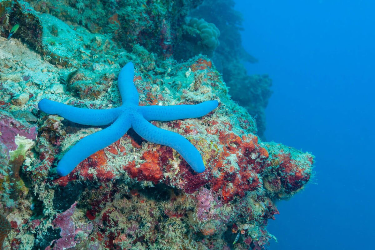 Golden Gate Seaplane Tour Miami Beach