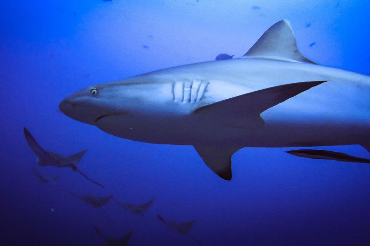 90-Minute Cruise & Open Bar in Miami