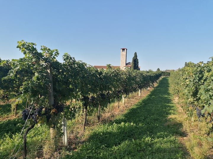 Villa Vitalba-1700 casa e vinícola a 1h de Milão