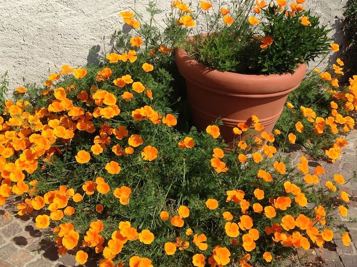 The Room of the Camino