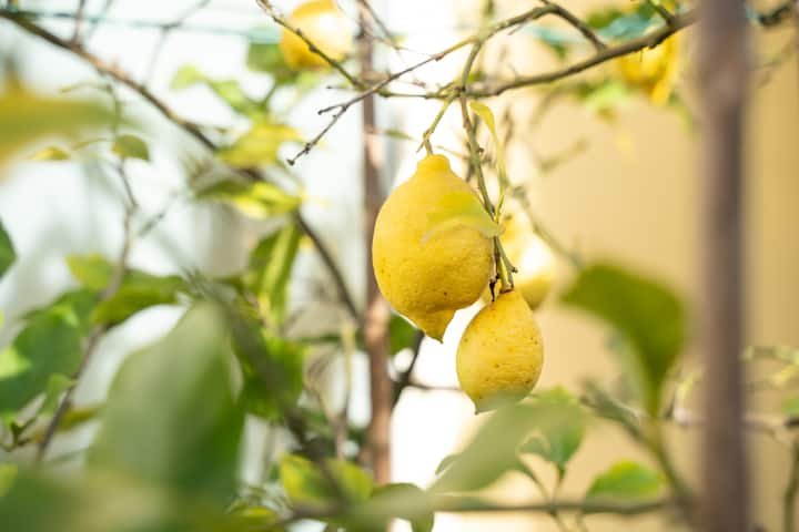 9 minutos das Muralhas de Lucca Vila de luxo