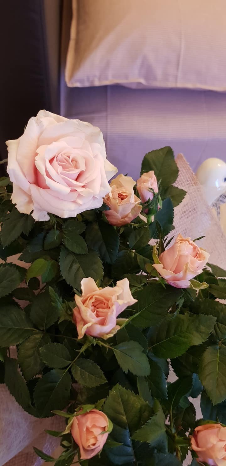 “Elvira” doce apartamento veneziano