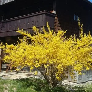 Casa de madeira isolada em local muito tranquilo