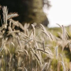 Casa de férias Kaluah