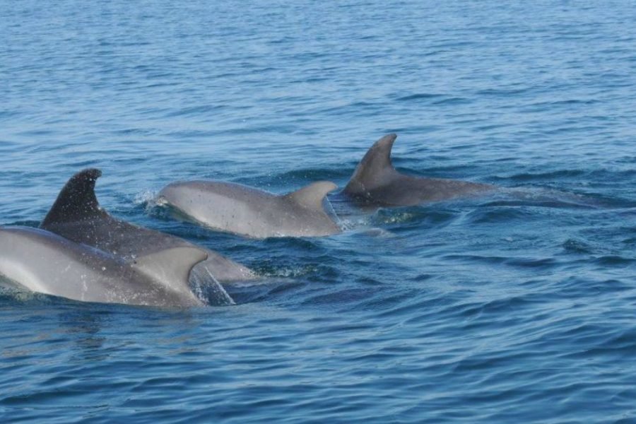 Observação de Golfinhos em Lisboa