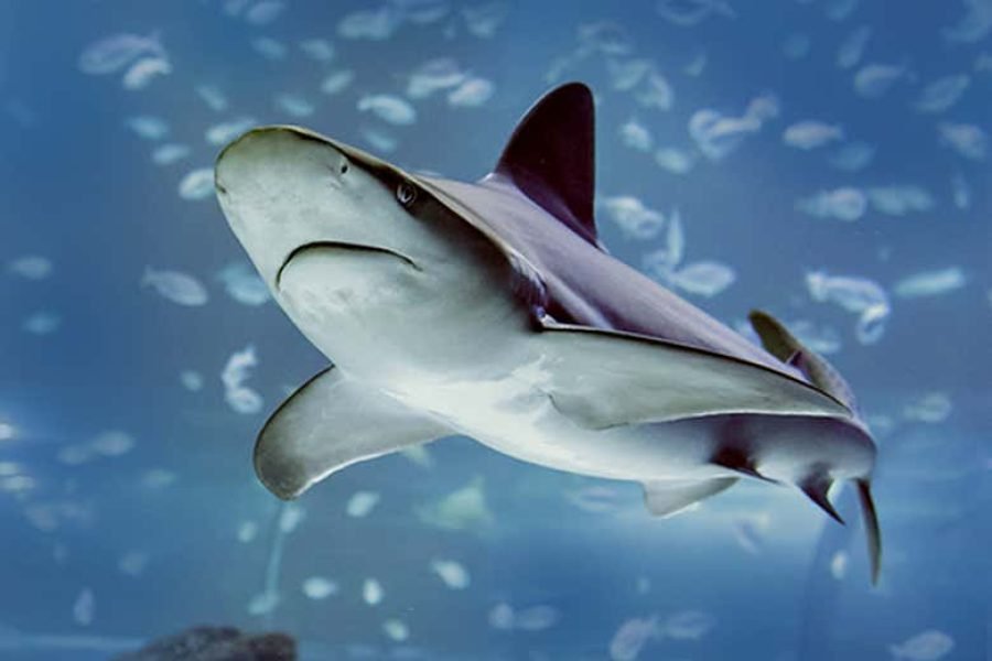 Ingresso do Atlantis Aquarium