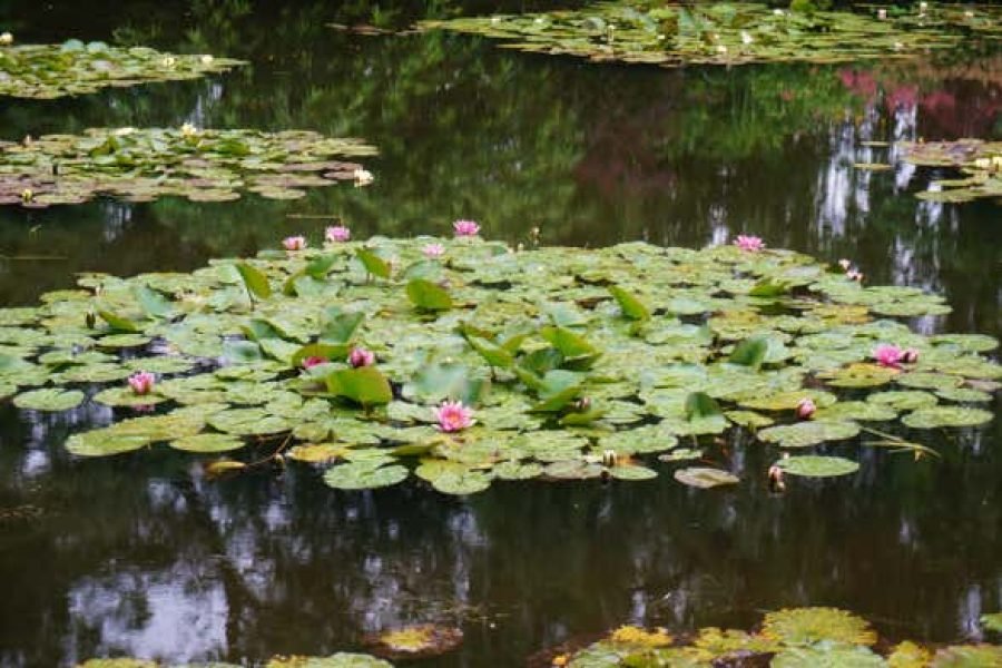 Excursão à Casa de Monet em Giverny