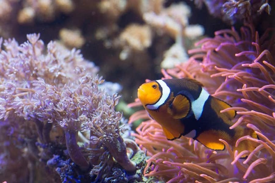 Ingresso do SEA LIFE® Paris